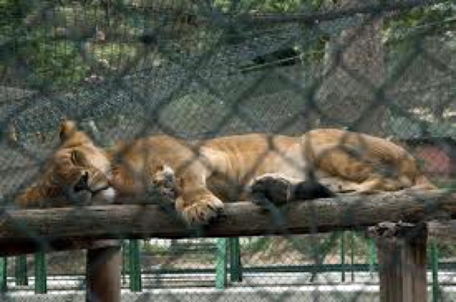 anca24-canada-animals-to-go-hungry-in-venezuela-zoos